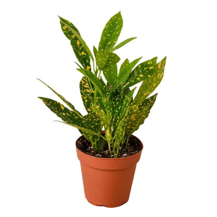 Croton Gold Star 30cm-40cm, Codiaeum Variegated Gold Dust indoor plant