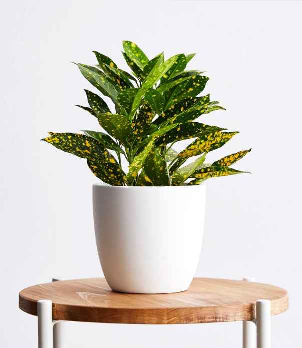 Croton gold star 30cm-40cm/CERAMIC pot, Codiaeum Variegated Gold Dust