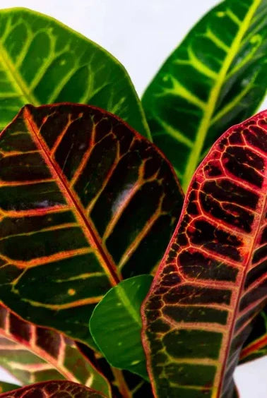Close-up of vibrant croton plant leaves with green, yellow, and red veining