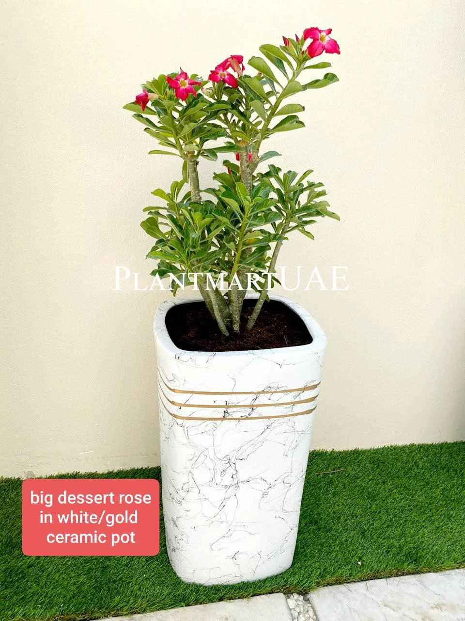 Desert Rose Adenium Obesum 110cm in Ceramic Pot - Large Indoor Plant