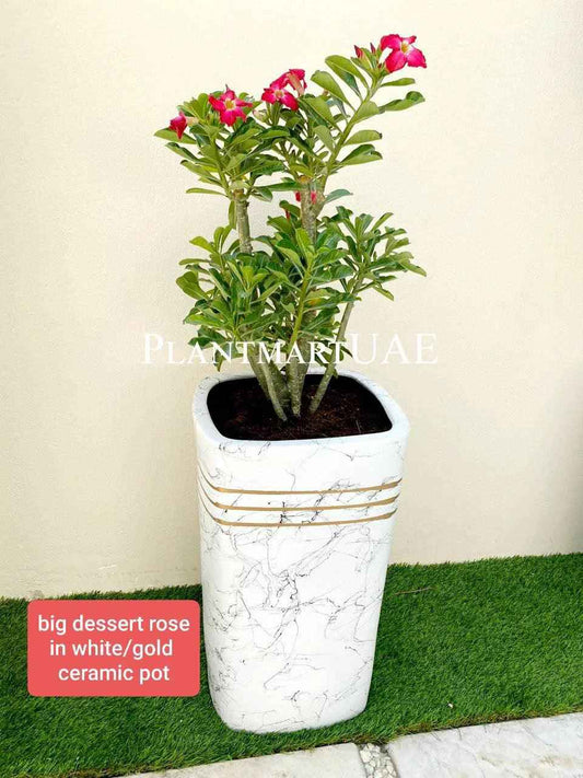 Desert Rose Adenium Obesum 110cm in Ceramic Pot - Large Indoor Plant
