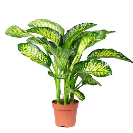 Dieffenbachia Seguine 75cm-80cm Tropic Snow indoor Plant