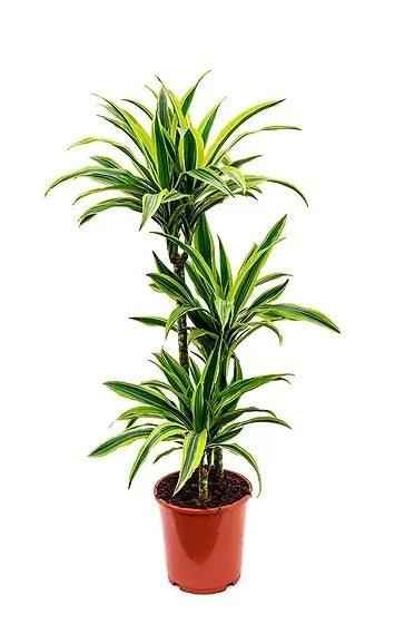 Dracaena Lemon Lime Plant 110cm-120cm | Dracaena Fragrans Indoor Plant