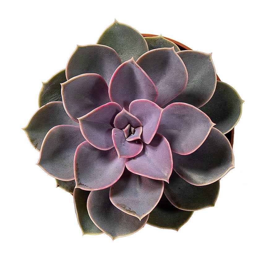 Echeveria Perle Von Nurnberg
