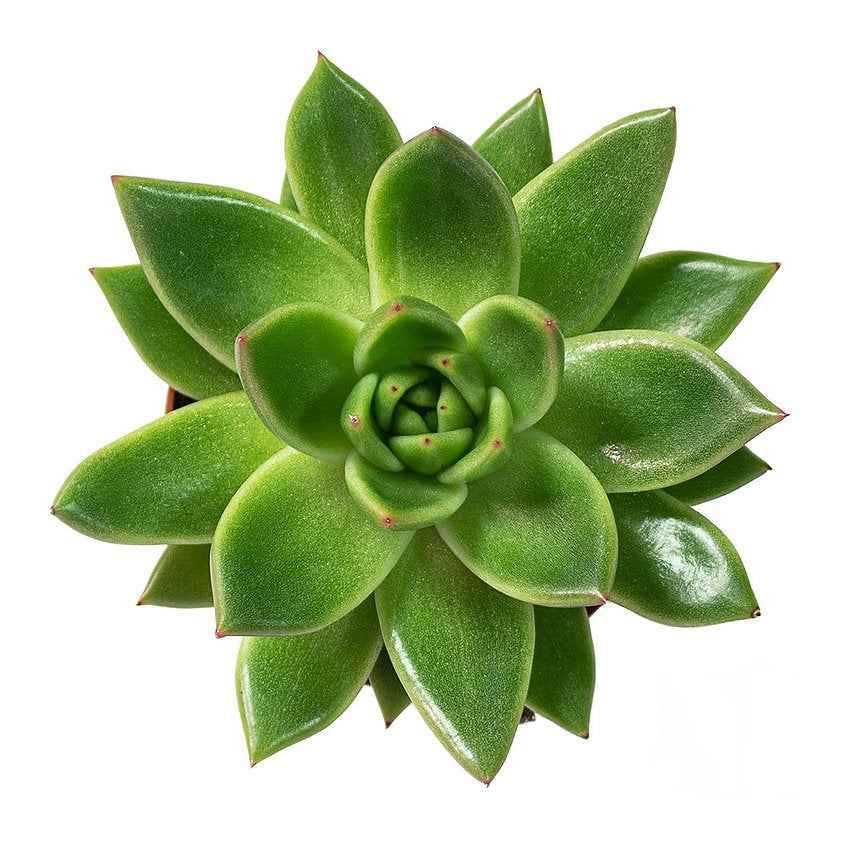 Echeveria agavoides Miranda