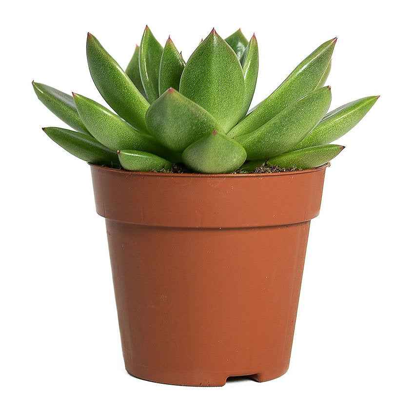 Echeveria agavoides Miranda