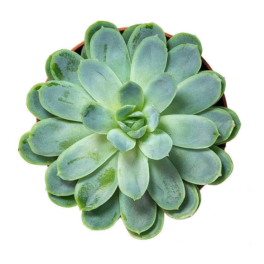 Echeveria elegans