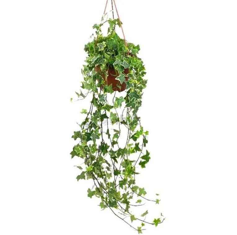 English Ivy 1mtr | indoor plant | Hedera helix green | Best Online Plant Shop | PlantMartUAE.com