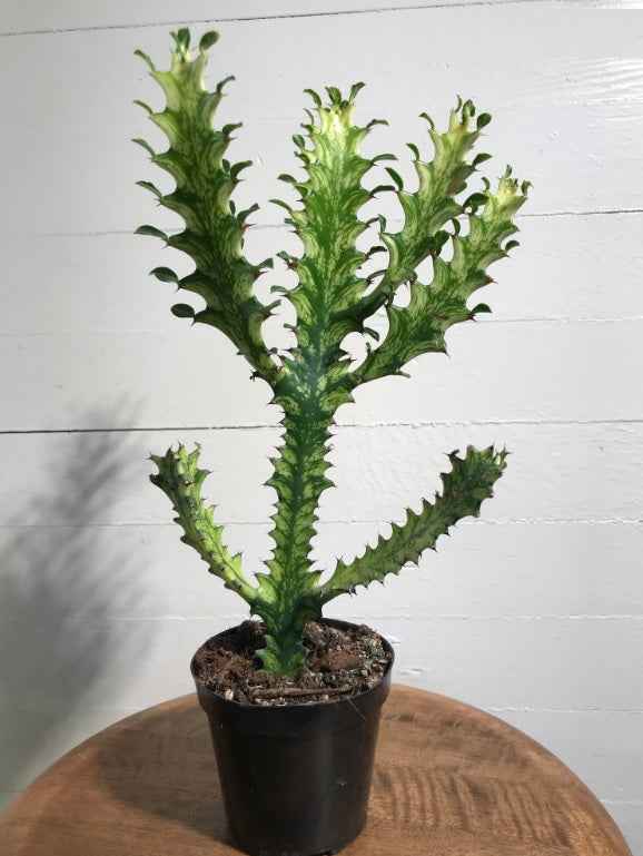 Euphorbia Lactea 50cm-70cm Dragoon bones tree