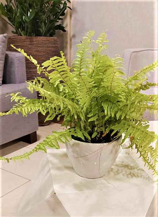 Potted Boston Fern 30cm-40cm in CERAMIC pot | Nephrolepis exaltata “Green Lady” or Sword Fern | indoor plant | Best Online Store | PlantMartUAE.com