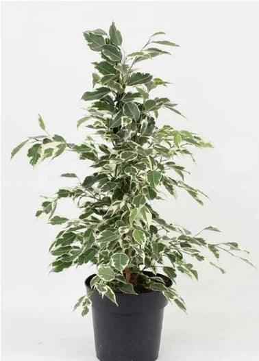 Ficus Benjamina Variegated 70cm-90cm indoor plant Weeping fig, benjamin fig or ficus tree
