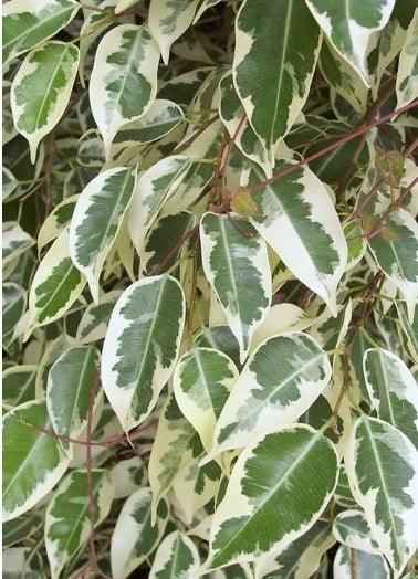 Ficus Benjamina Variegated 70cm-90cm indoor plant Weeping fig, benjamin fig or ficus tree