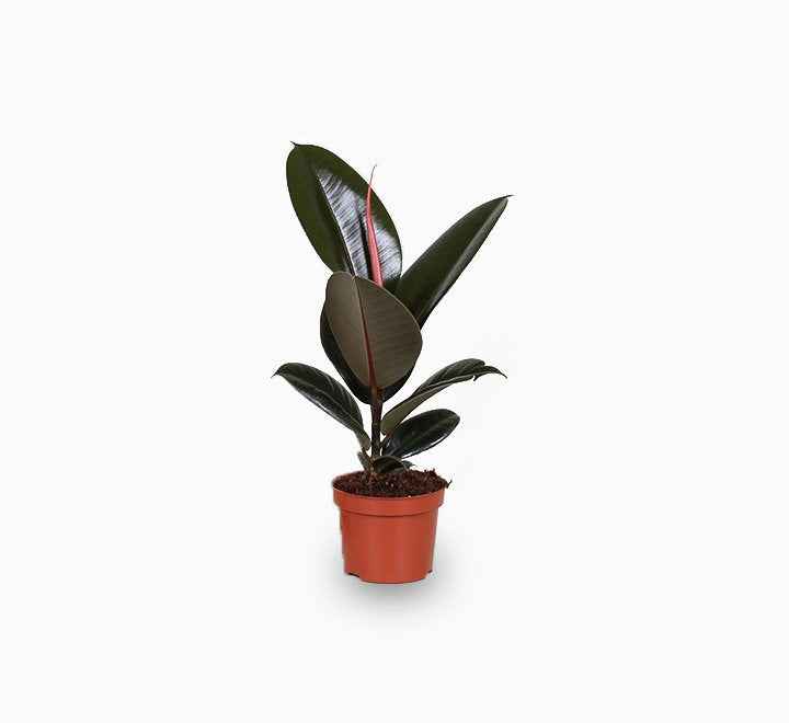 Ficus elastica Abidjan - Burgundy Rubber Plant 30-40cm
