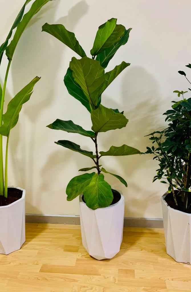 Fiddle Fig - Single Stem