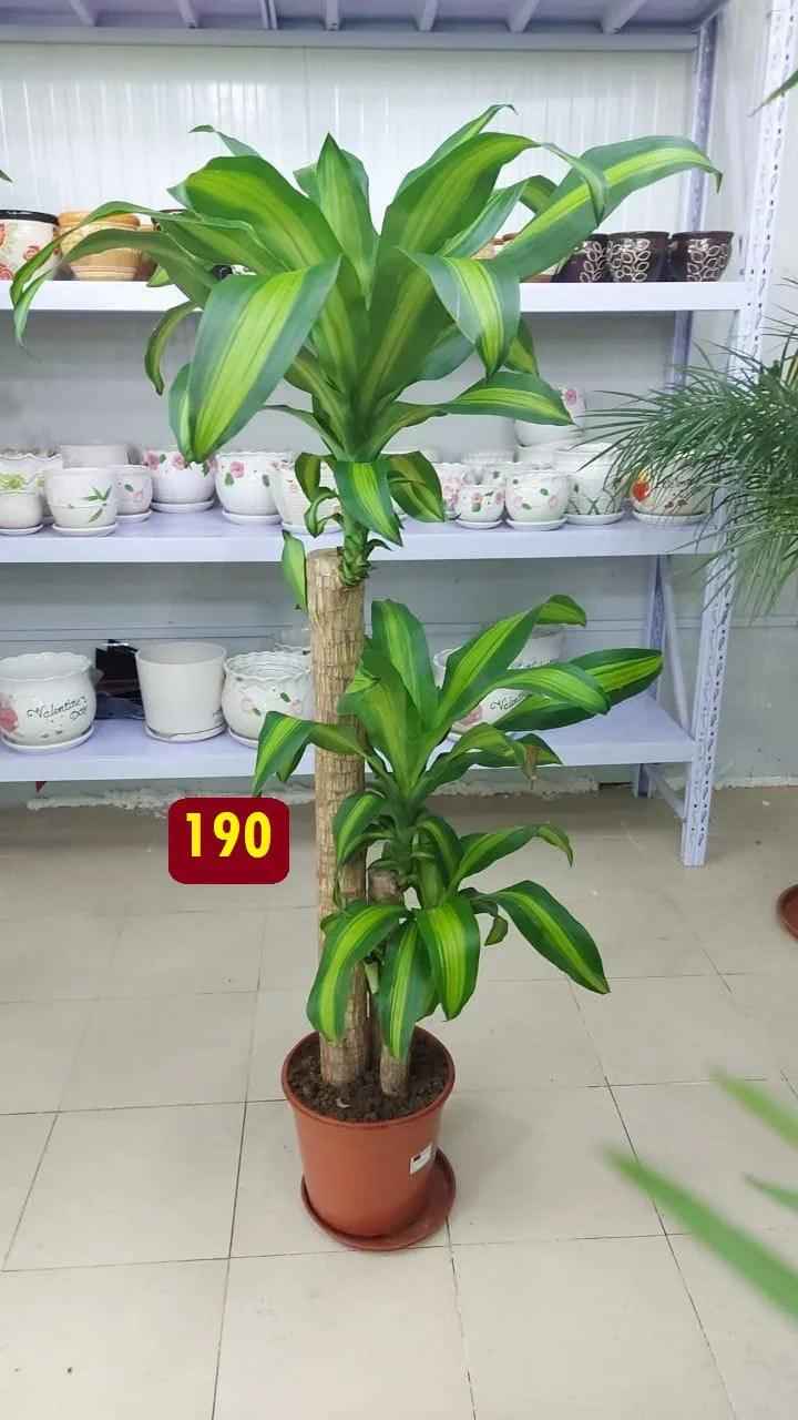 Dracaena Massangeana Indoor Plant 140cm-160cm for Stunning Home Décor