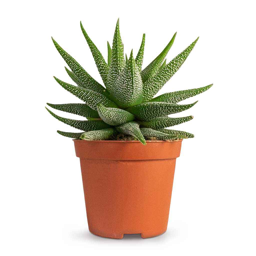 Haworthia Limafolia 7cm-10cm | indoor plant | Best Online Plants | PlantmartUAE.com