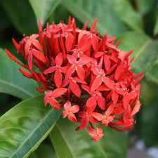 Ixora Coccinea Red 50cm - 70cm