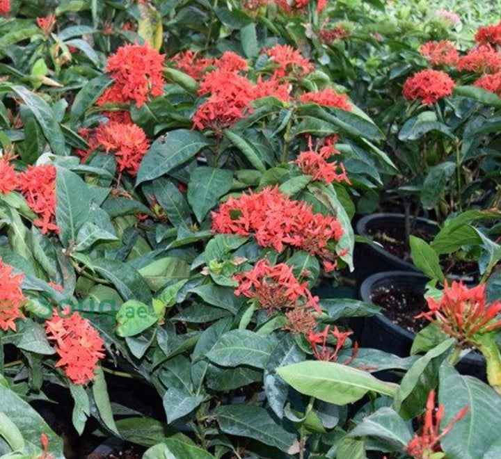Ixora Coccinea Red 50cm - 70cm