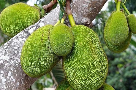Cluster of unripe green jackfruit growing on a tree branch outdoors