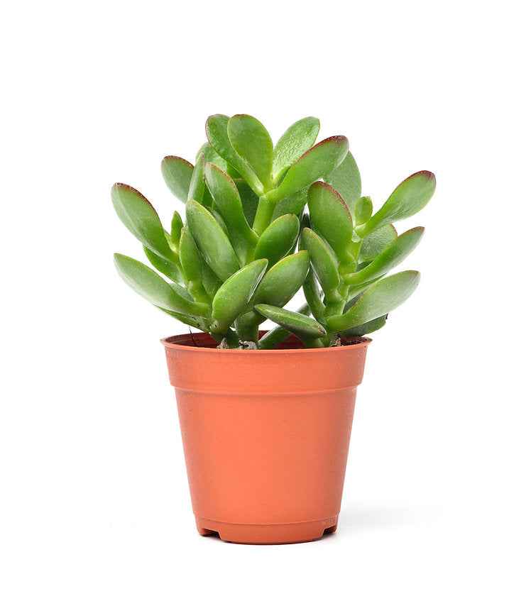 Jade plant 10cm-25cm