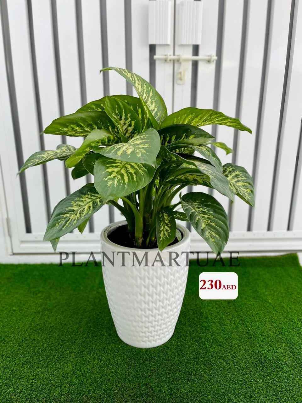 Dieffenbachia Indoor Plant - 80cm-90cm in Ceramic Pot - Dumb Cane