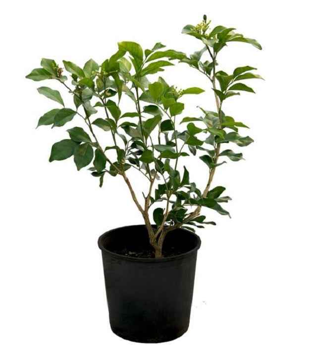 Jasmine Poly 50cm - 70cm
