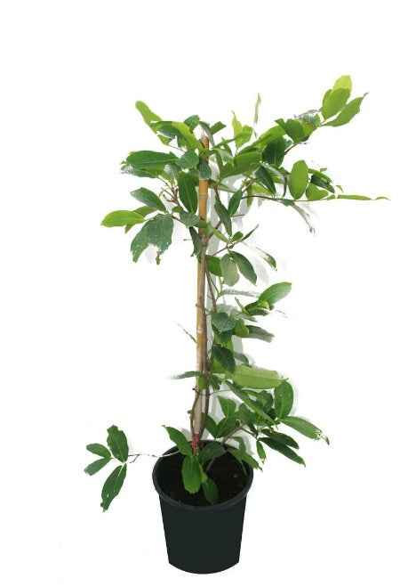 Java Plum Plant - Jamun 50cm - 70cm