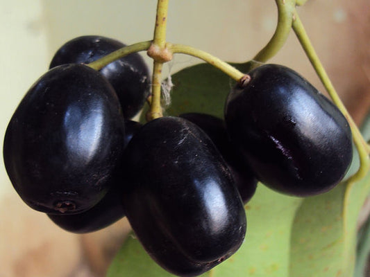 Cluster of ripe Java plum jamun fruits on branch with green leaves, close-up shot