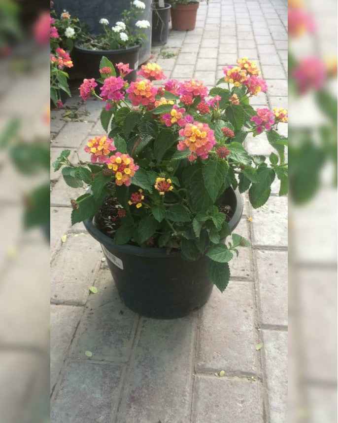 Lantana Mix Color 40cm - 50cm