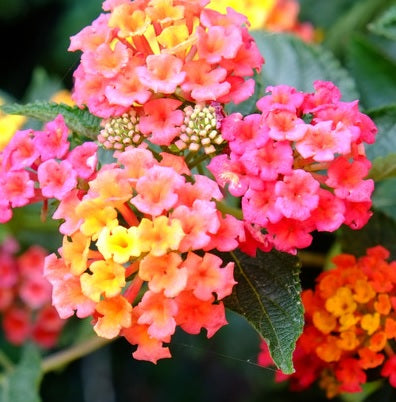 Lantana flowers in vibrant pink, orange, and yellow blooms with green leaves outdoors