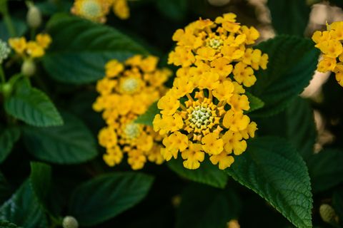 Yellow lantana flowers with green foliage, outdoor garden plant close-up