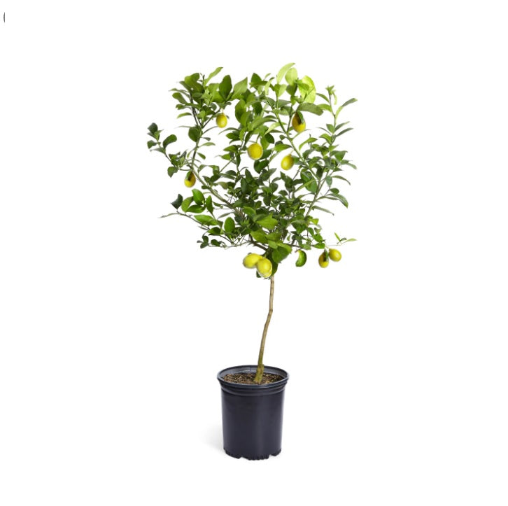 Potted lemon tree with green leaves and ripe lemons against a white background