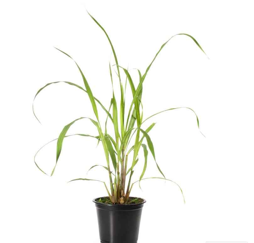 Lemon Grass 30cm - 40cm