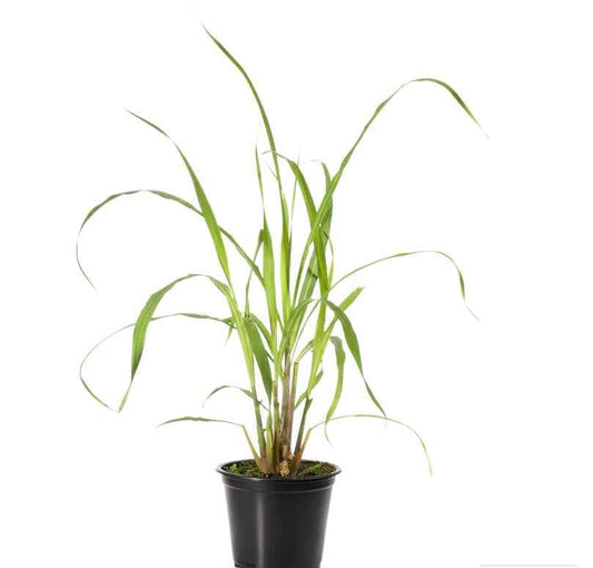 Lemon Grass 30cm - 40cm