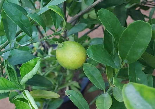 Lime 1.0m - 1.5m Ht