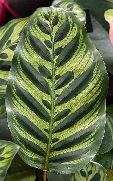 Makoyana Self watering 30-40cm | indoor plant | Best Online Plants | PlantmartUAE.com