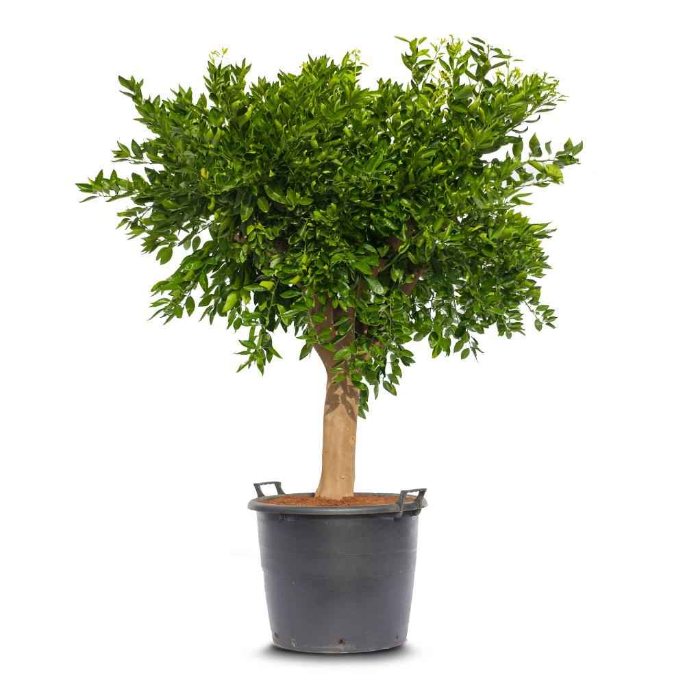 Mandarin Reticulata Tree Spain 120cm - 150cm