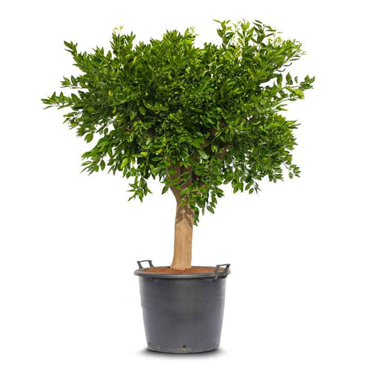 Mandarin Reticulata Tree Spain 120cm - 150cm