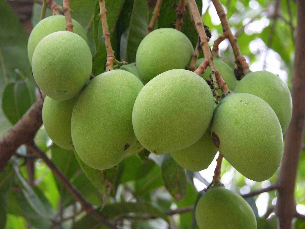 Mango china 2.1Mtr