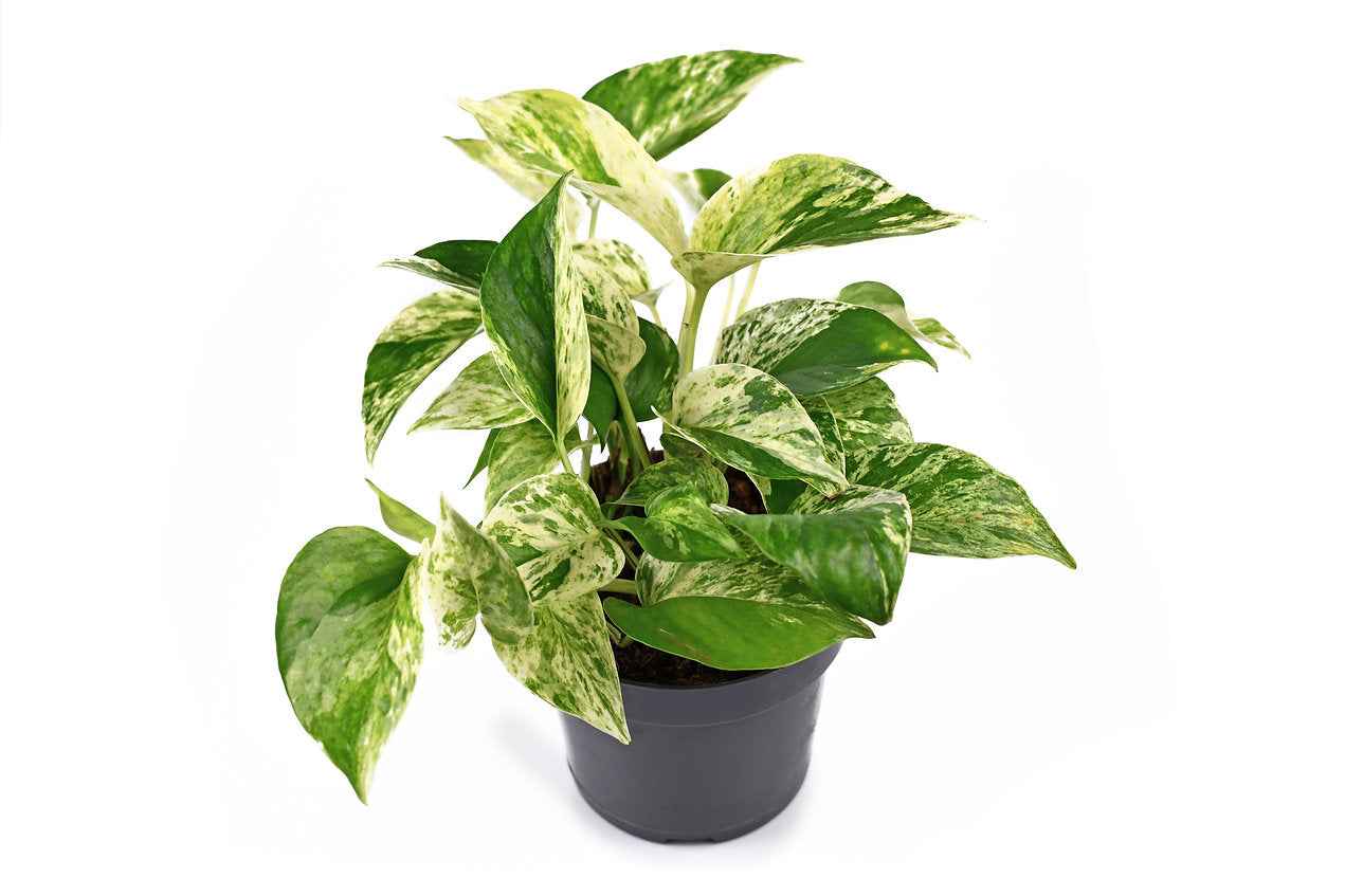 Marble queen pothos