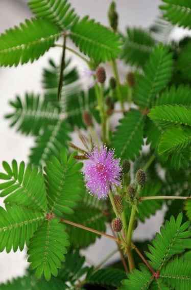 Mimosa Pudica -Touch me not 40cm - 50cm