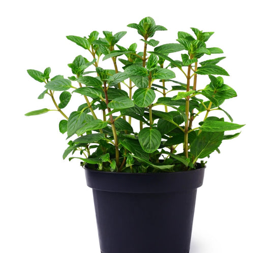 Mint plant with green leaves in a black plastic pot, isolated on white background