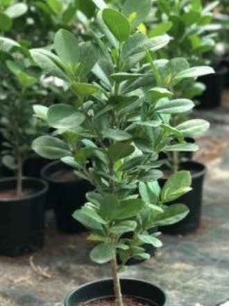 Mistletoe Fig 40cm - 60cm