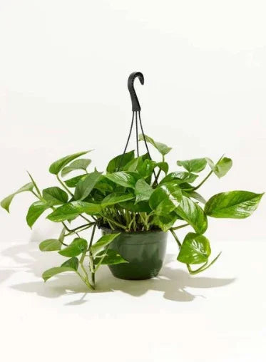 Hanging money plant in green pot with lush pothos leaves, indoor houseplant