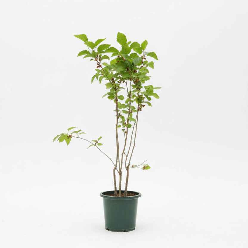 Mulberry Tree 60cm - 80cm