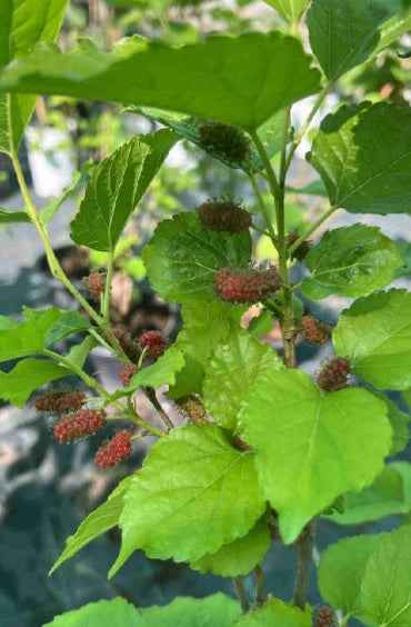 Mulberry Tree 60cm - 80cm