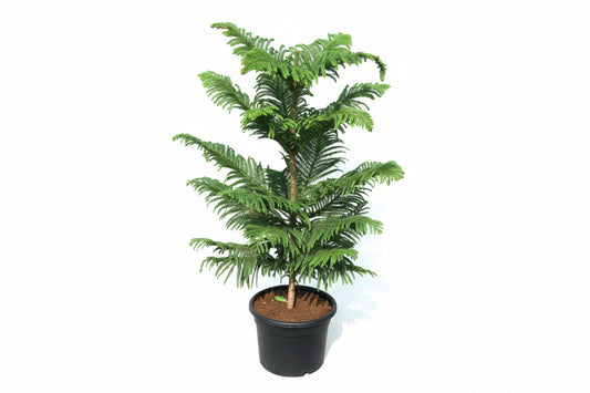 Norfolk Island Pine potted indoor plant with feathery green foliage on white background