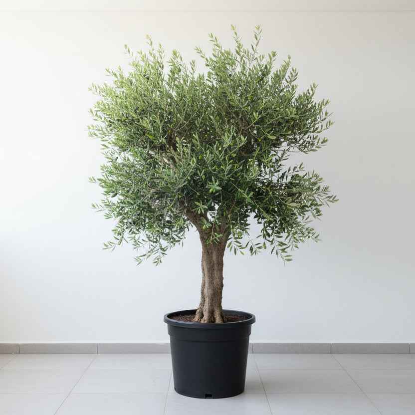 Olea Europa 'Olive Tree' Thick Trunk 1.8Mtr - 2Mtr