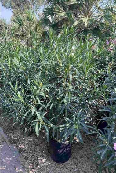 Oleander Bushy 150cm - 170cm