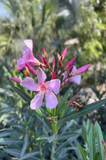 Pink oleander flowers in bloom outdoors with green foliage background